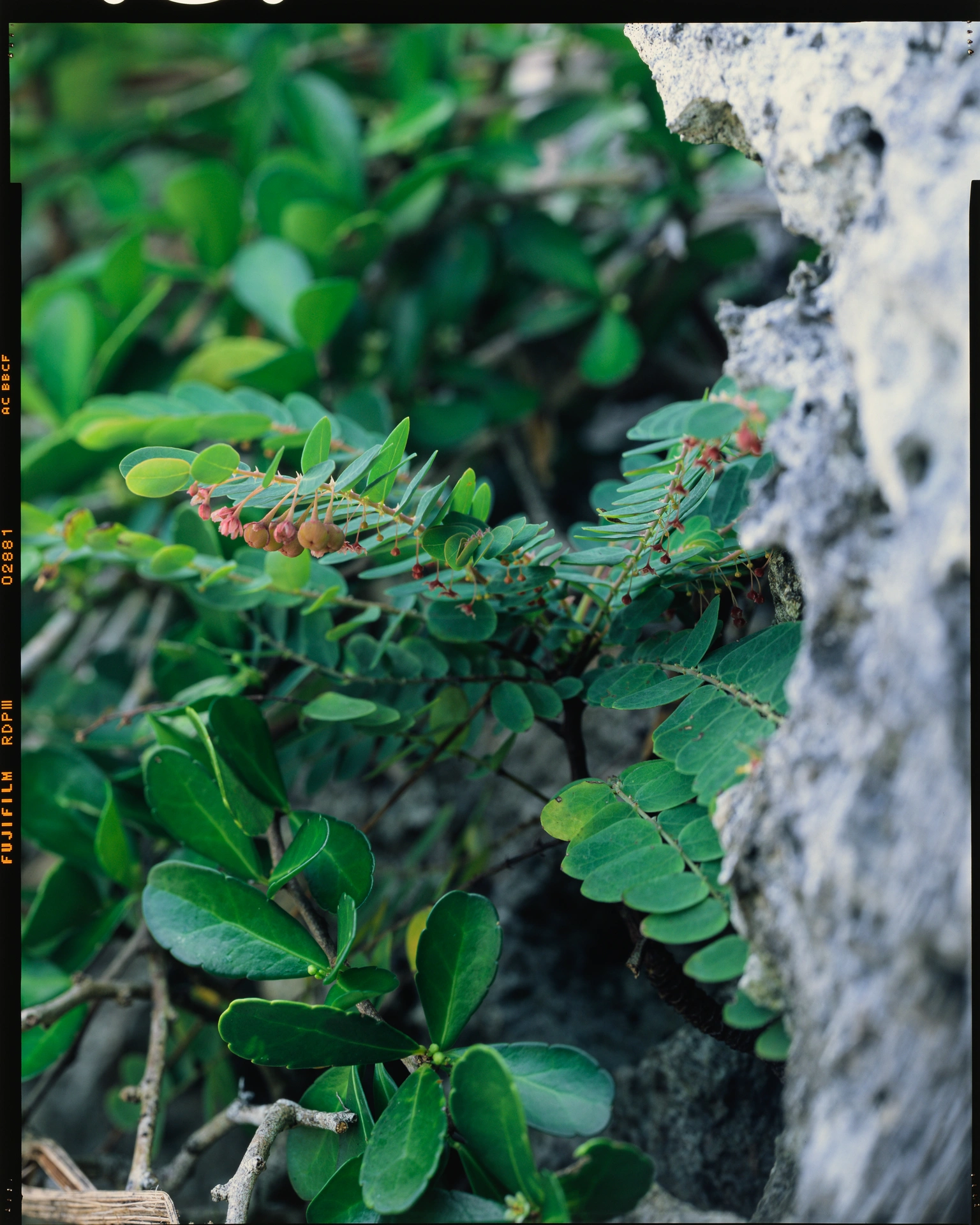 Phyllanthus liukiuensis